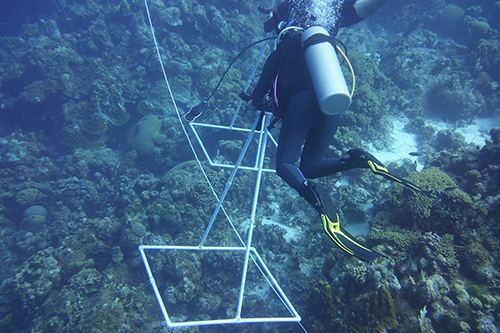 2022 SCUBA Coral Project in the Caribbean Sea