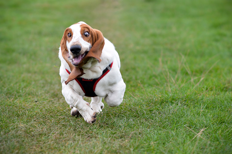 The Fast and the Furriest 5K Run