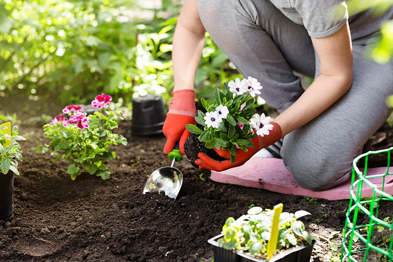 sWoman planting flowers