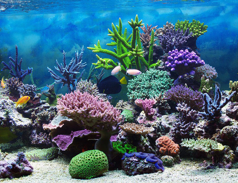 The image to use for this article. Listing image managed through RSS tab. underwater coral